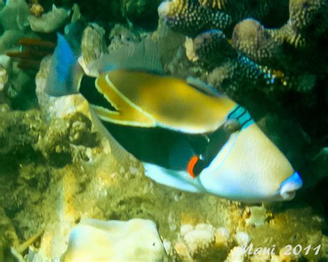 Humuhumunukunukuapua'a Facts: Hawaii's State Fish (with .